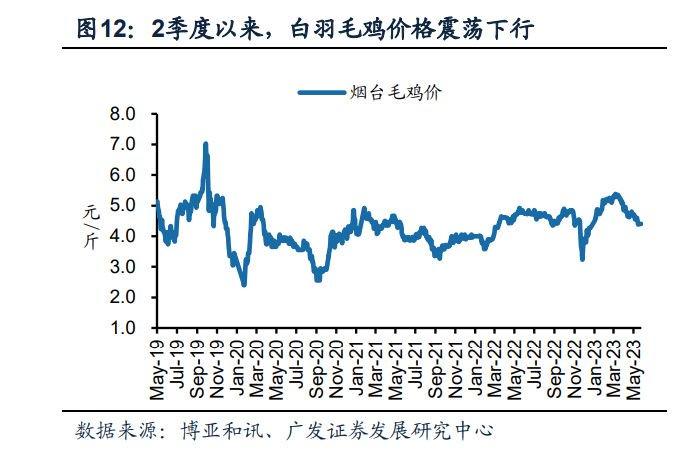 白羽鸡肉价格最新动态分析