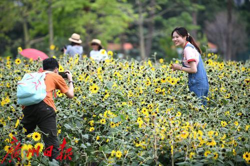 广州向日葵花海最新盛况