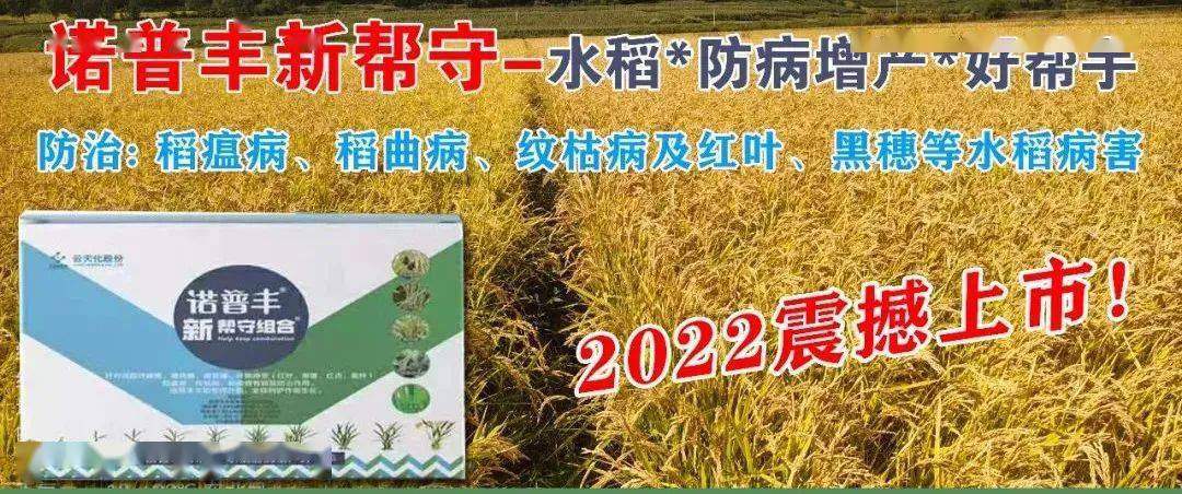 打压粮价最新消息，市场动态与政策影响分析