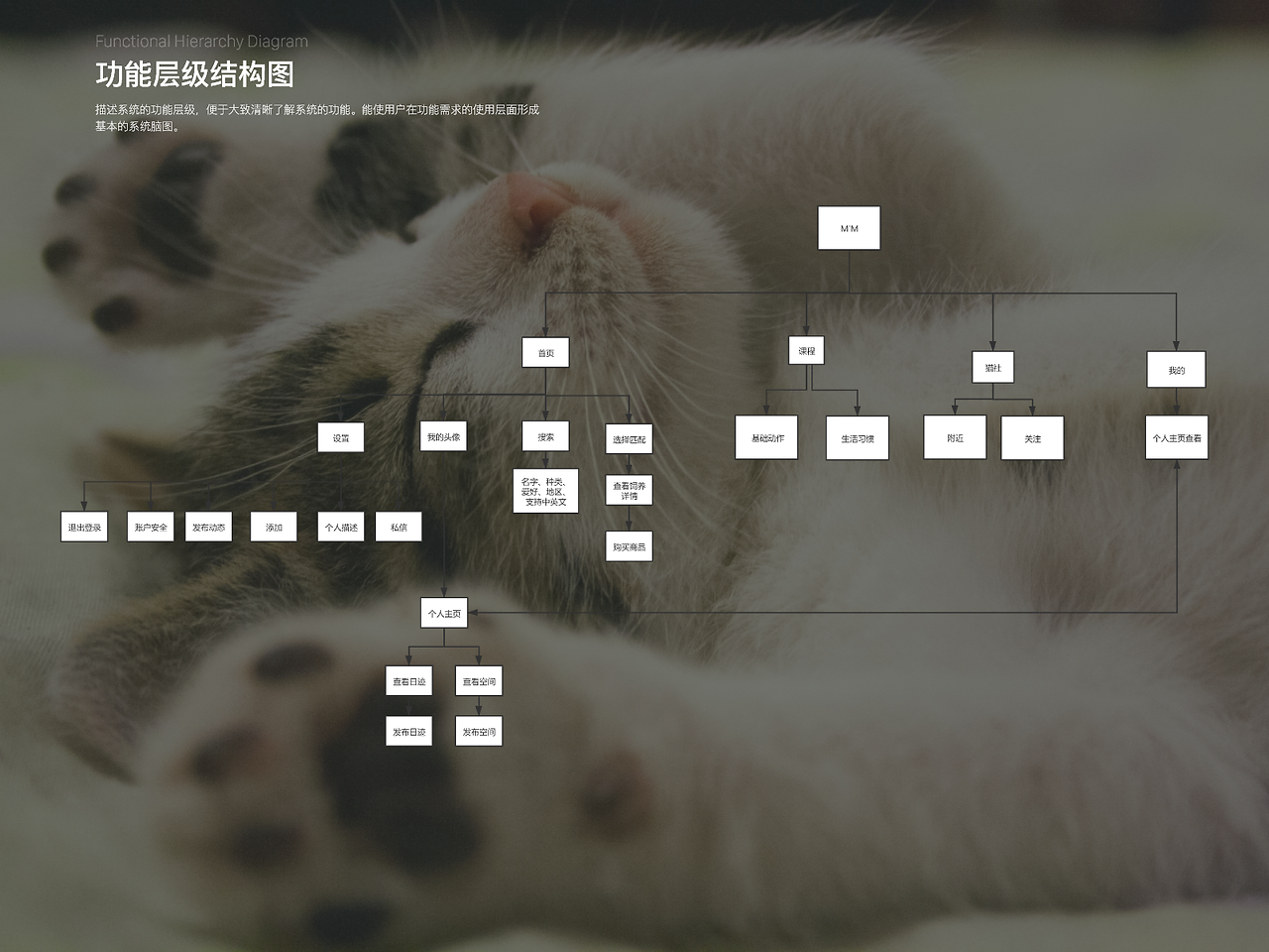 猫咪最新地址在线，探索与发现宠物猫的数字足迹